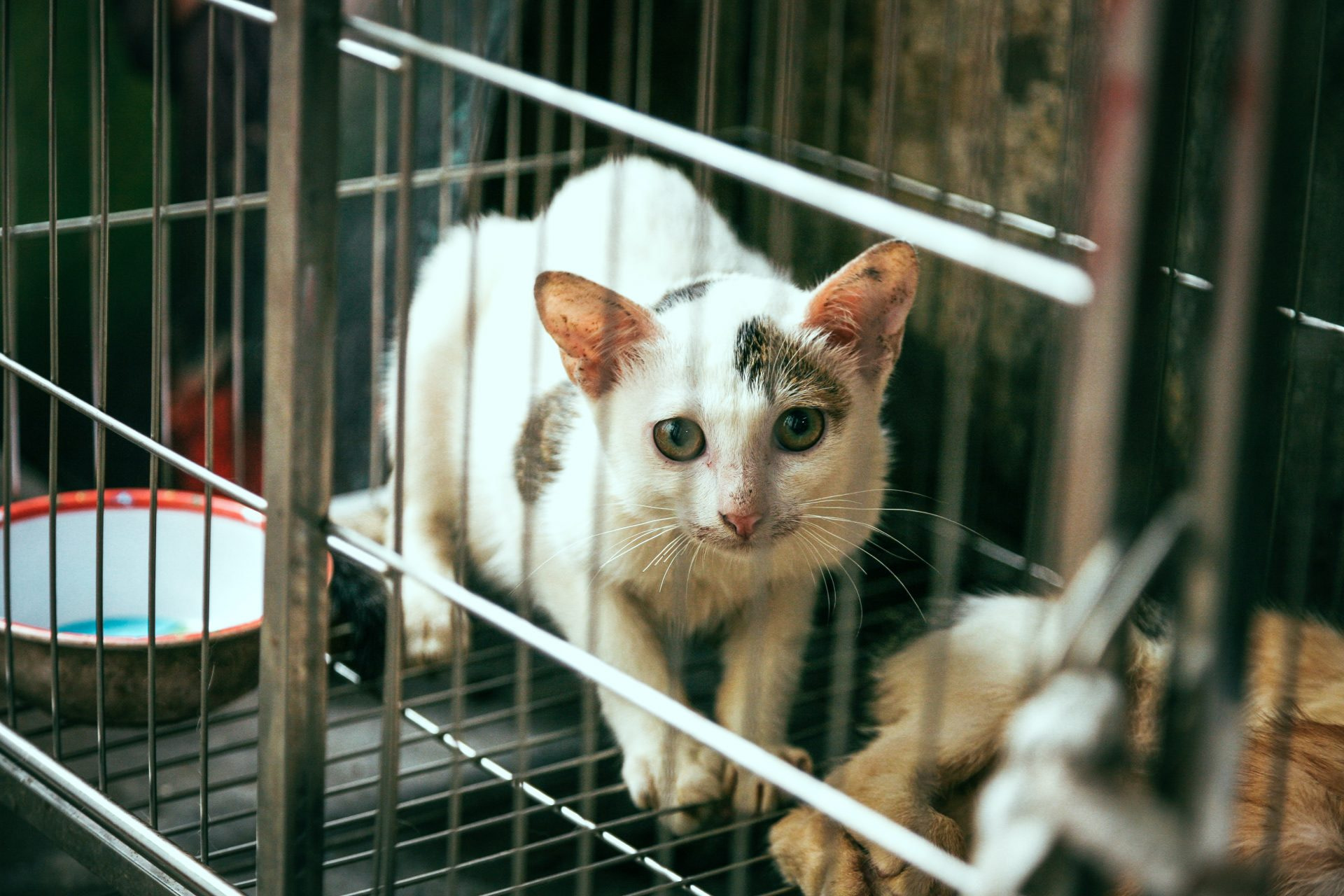 Do You Think Animals Deserve To Be Treated Better By Man ESL